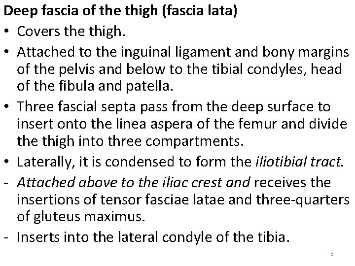 Deep fascia of the thigh (fascia lata) • Covers the thigh. • Attached to