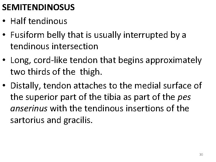 SEMITENDINOSUS • Half tendinous • Fusiform belly that is usually interrupted by a tendinous