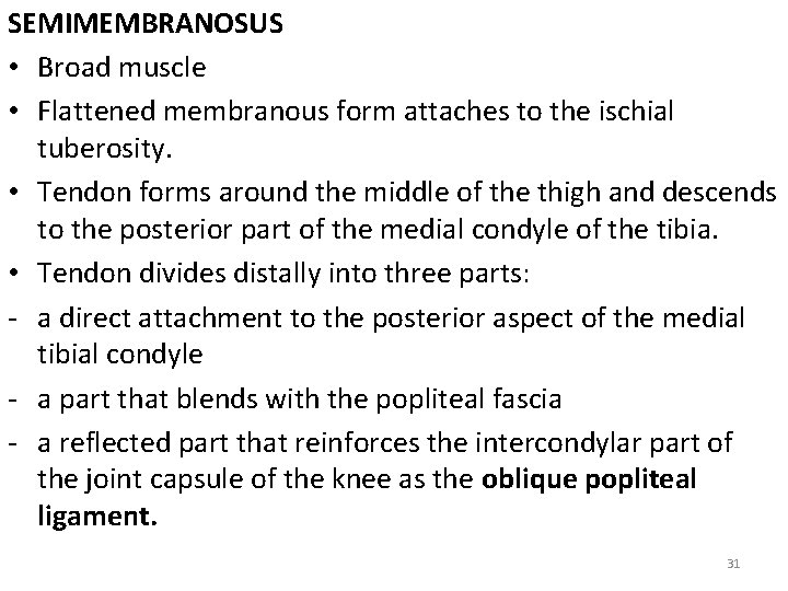 SEMIMEMBRANOSUS • Broad muscle • Flattened membranous form attaches to the ischial tuberosity. •