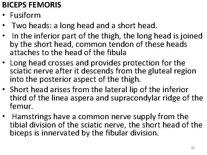 BICEPS FEMORIS • Fusiform • Two heads: a long head and a short head.