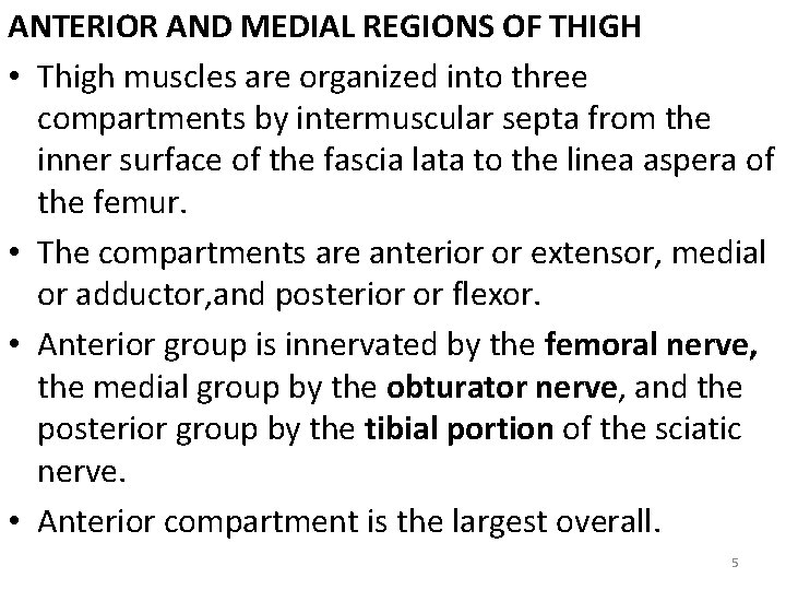 ANTERIOR AND MEDIAL REGIONS OF THIGH • Thigh muscles are organized into three compartments