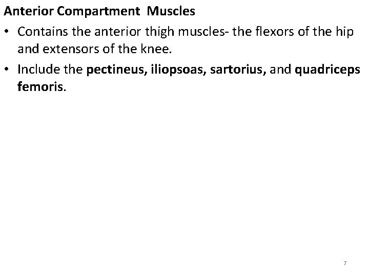 Anterior Compartment Muscles • Contains the anterior thigh muscles- the flexors of the hip