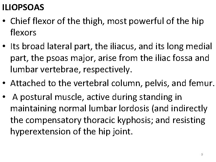 ILIOPSOAS • Chief flexor of the thigh, most powerful of the hip flexors •