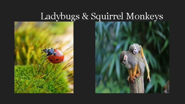 Ladybugs & Squirrel Monkeys 
