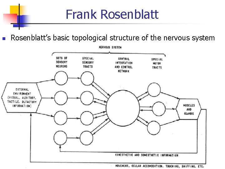Frank Rosenblatt’s basic topological structure of the nervous system 