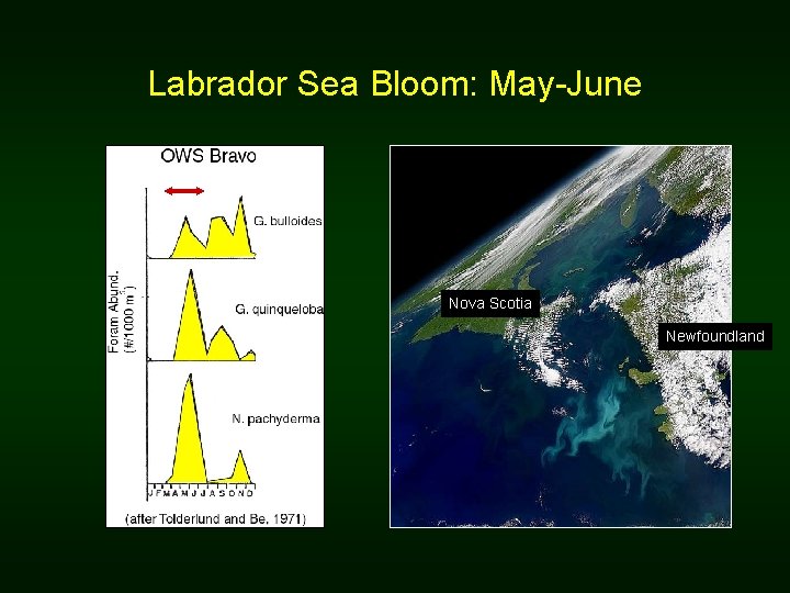 Labrador Sea Bloom: May-June Nova Scotia Newfoundland 