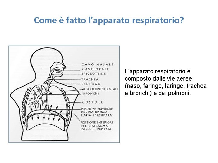 Come è fatto l’apparato respiratorio? L’apparato respiratorio è composto dalle vie aeree (naso, faringe,