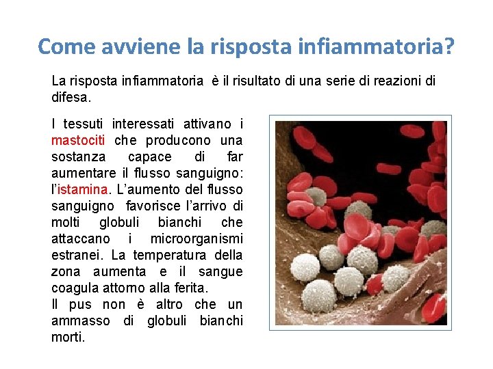 Come avviene la risposta infiammatoria? La risposta infiammatoria è il risultato di una serie