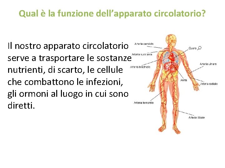 Qual è la funzione dell’apparato circolatorio? Il nostro apparato circolatorio serve a trasportare le