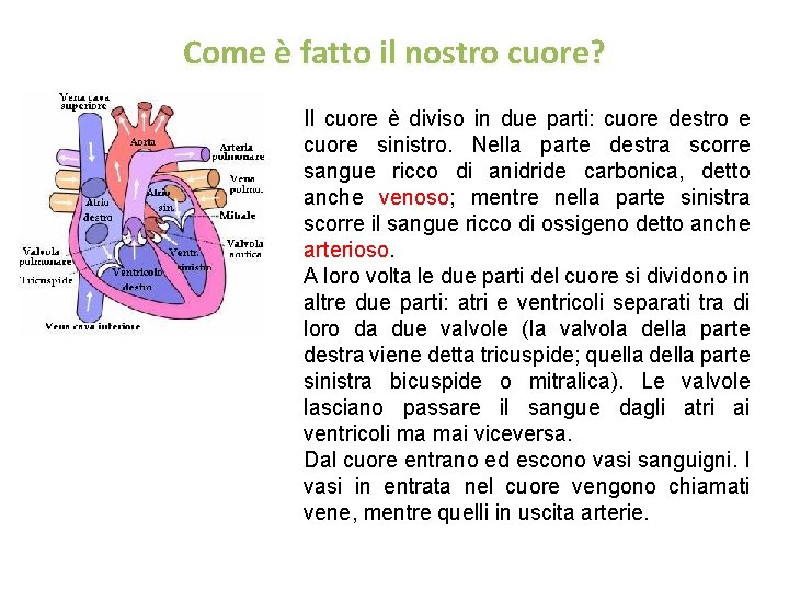 Come è fatto il nostro cuore? Il cuore è diviso in due parti: cuore