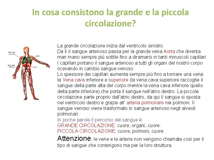 In cosa consistono la grande e la piccola circolazione? La grande circolazione inizia dal