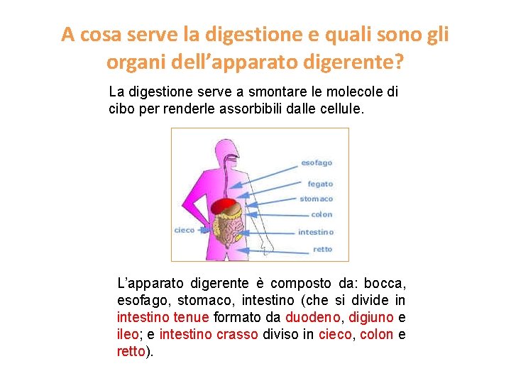 A cosa serve la digestione e quali sono gli organi dell’apparato digerente? La digestione