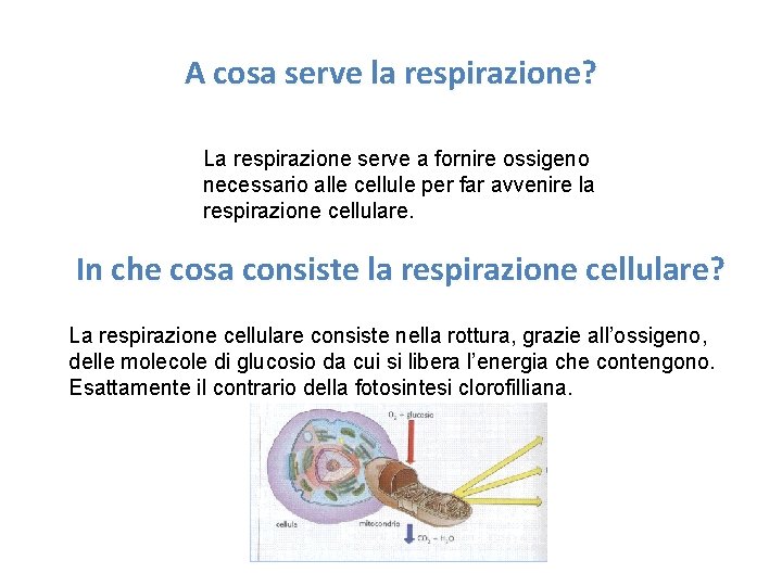 A cosa serve la respirazione? La respirazione serve a fornire ossigeno necessario alle cellule