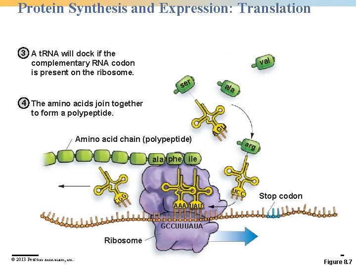 Protein Synthesis and Expression: Translation 3 A t. RNA will dock if the complementary