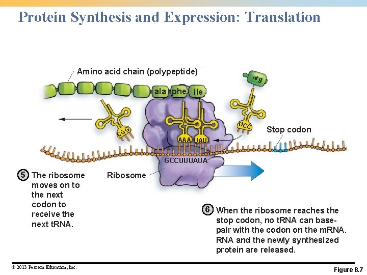 Protein Synthesis and Expression: Translation Amino acid chain (polypeptide) arg ala phe ile UCC