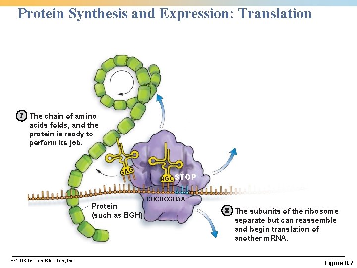 Protein Synthesis and Expression: Translation 7 The chain of amino acids folds, and the