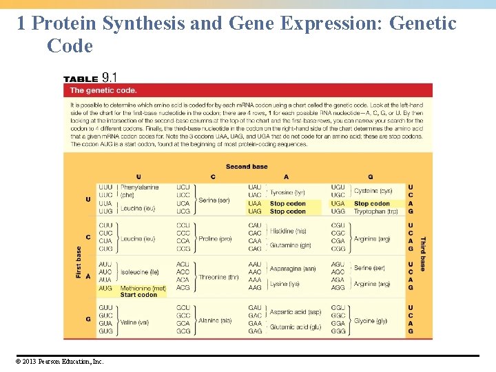 1 Protein Synthesis and Gene Expression: Genetic Code © 2013 Pearson Education, Inc. 