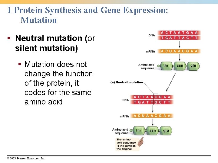 1 Protein Synthesis and Gene Expression: Mutation § Neutral mutation (or silent mutation) §