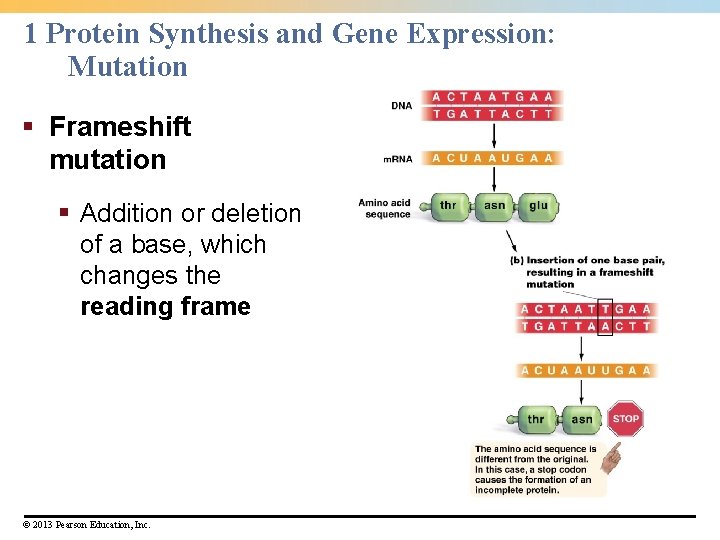 1 Protein Synthesis and Gene Expression: Mutation § Frameshift mutation § Addition or deletion