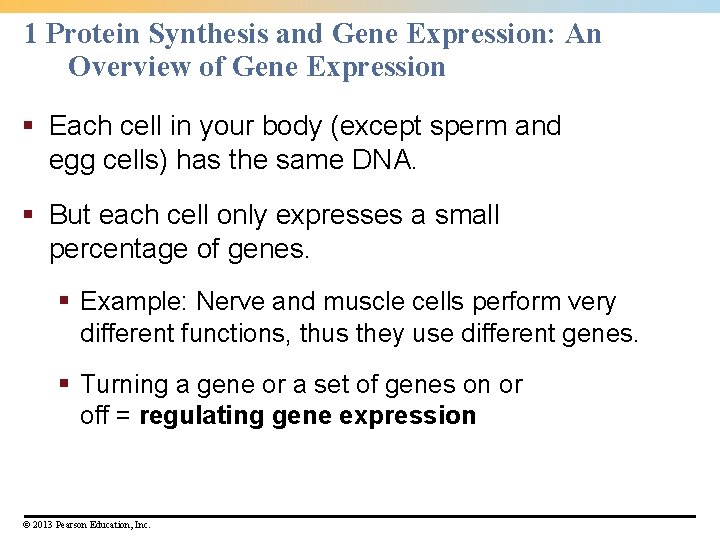 1 Protein Synthesis and Gene Expression: An Overview of Gene Expression § Each cell