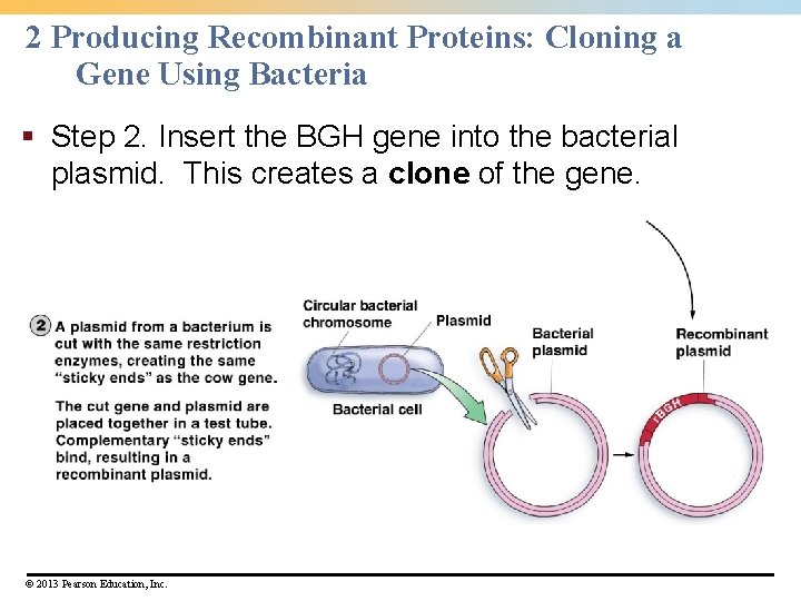 2 Producing Recombinant Proteins: Cloning a Gene Using Bacteria § Step 2. Insert the