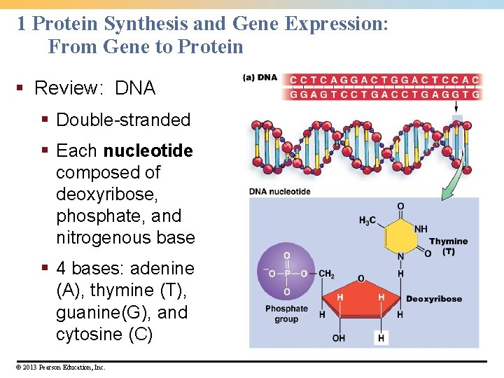 1 Protein Synthesis and Gene Expression: From Gene to Protein § Review: DNA §