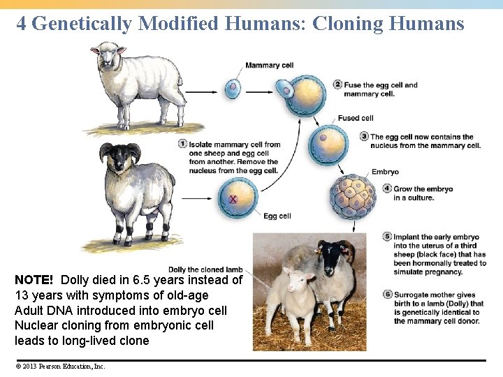 4 Genetically Modified Humans: Cloning Humans NOTE! Dolly died in 6. 5 years instead
