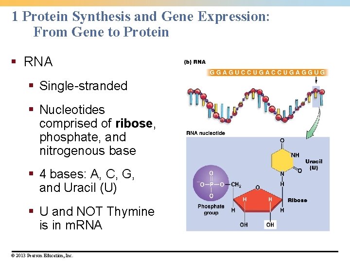 1 Protein Synthesis and Gene Expression: From Gene to Protein § RNA § Single-stranded