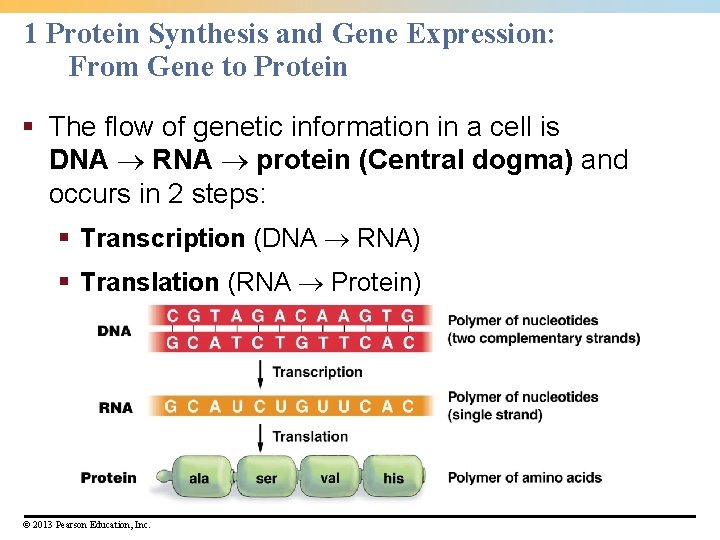 1 Protein Synthesis and Gene Expression: From Gene to Protein § The flow of