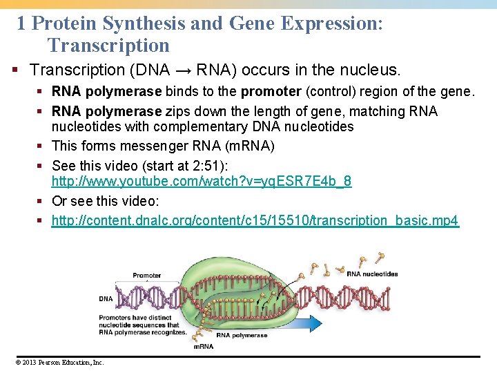 1 Protein Synthesis and Gene Expression: Transcription § Transcription (DNA → RNA) occurs in