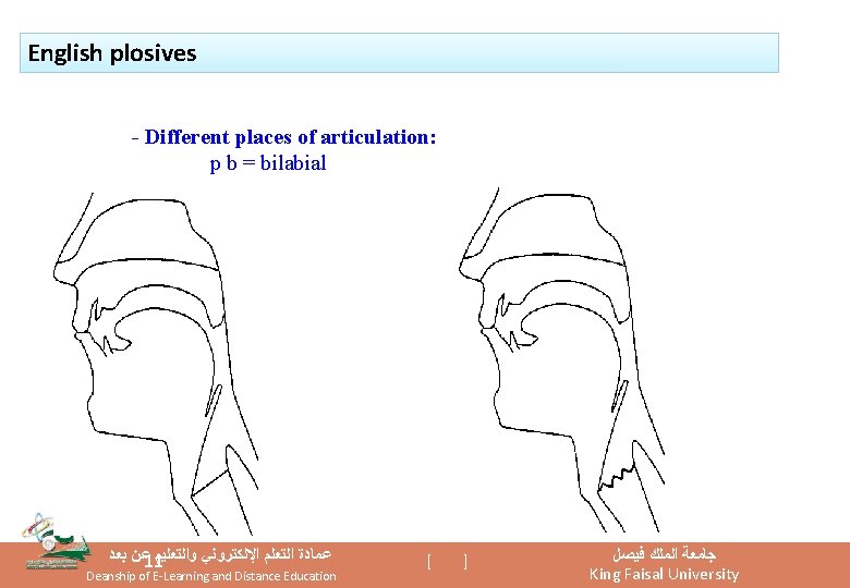 English plosives - Different places of articulation: p b = bilabial ﻋﻦ ﺑﻌﺪ 11