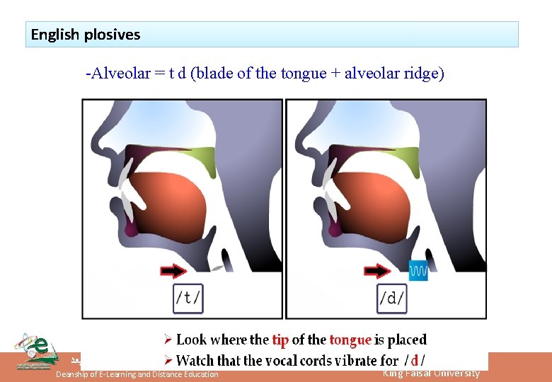 English plosives -Alveolar = t d (blade of the tongue + alveolar ridge) ﻋﻦ