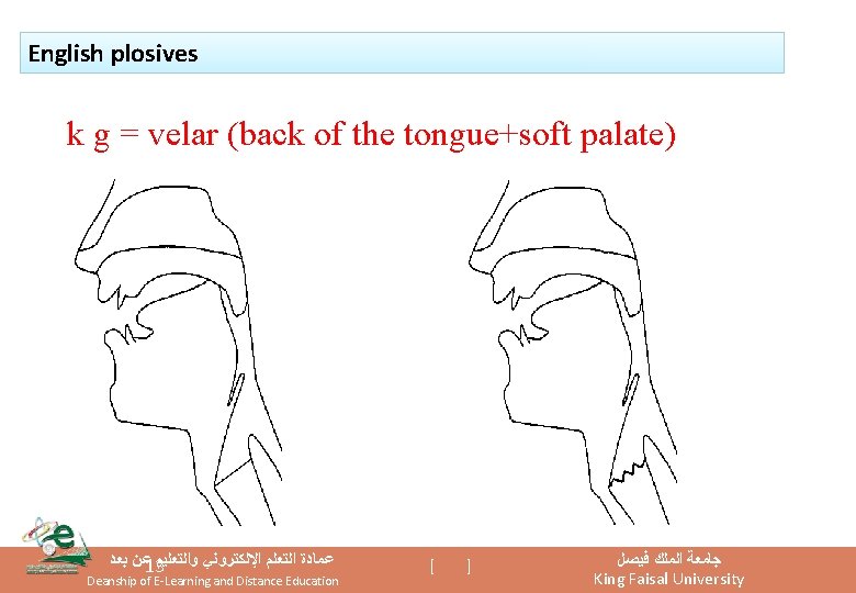 English plosives k g = velar (back of the tongue+soft palate) ﻋﻦ ﺑﻌﺪ 13