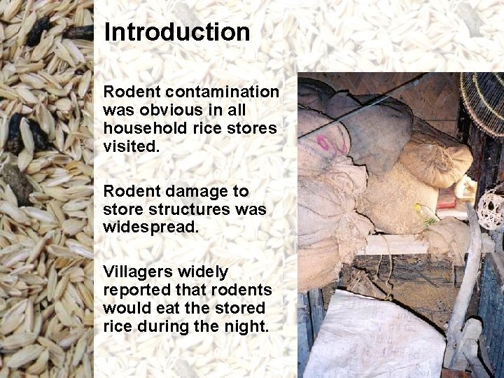 Introduction Rodent contamination was obvious in all household rice stores visited. Rodent damage to Introduction Rodent contamination was obvious in all household rice stores visited. Rodent damage to
