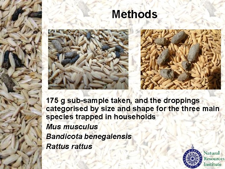Methods 175 g sub-sample taken, and the droppings categorised by size and shape for Methods 175 g sub-sample taken, and the droppings categorised by size and shape for