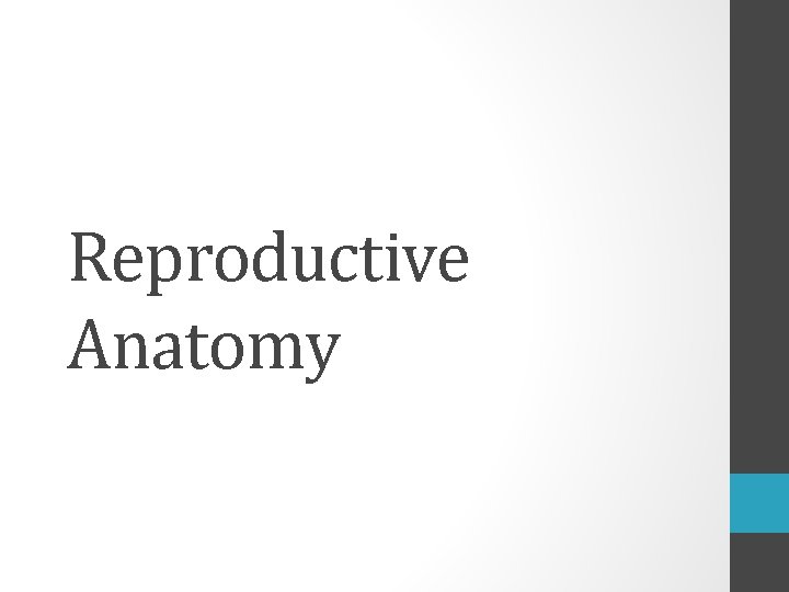 Reproductive Anatomy 