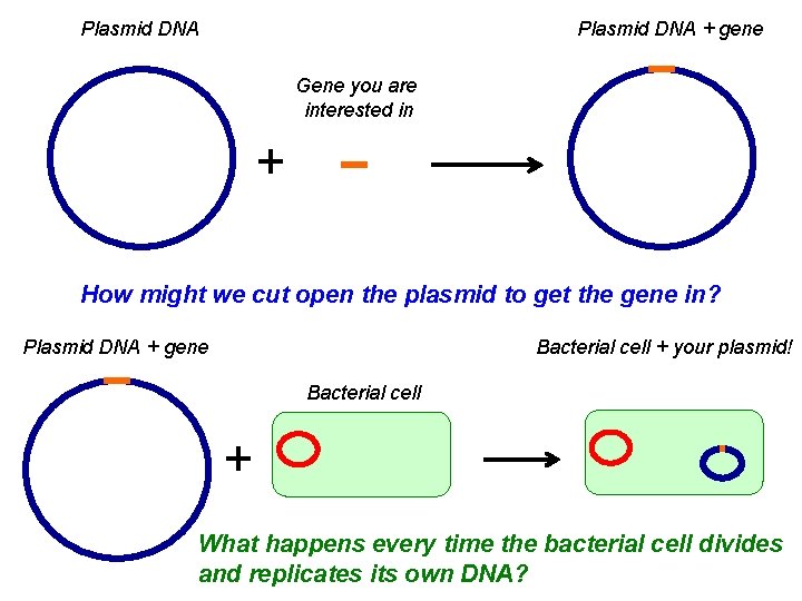Plasmid DNA + gene Gene you are interested in + How might we cut