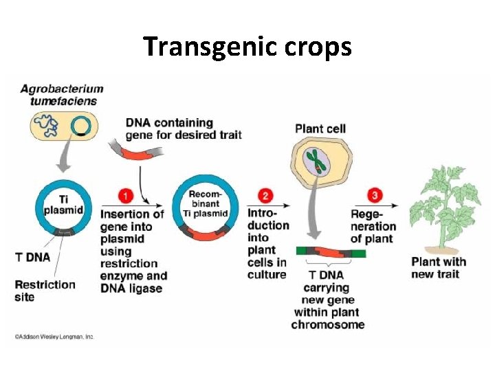 Transgenic crops 