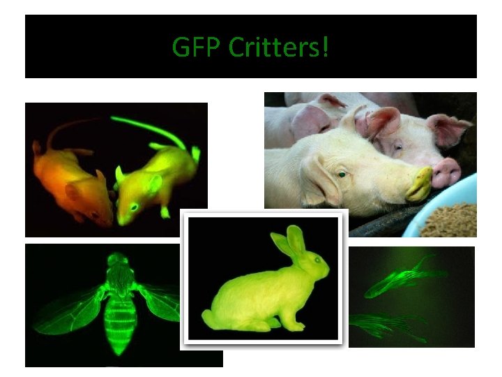 GFP Critters! 