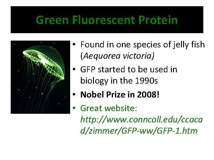 Green Fluorescent Protein • Found in one species of jelly fish (Aequorea victoria) •