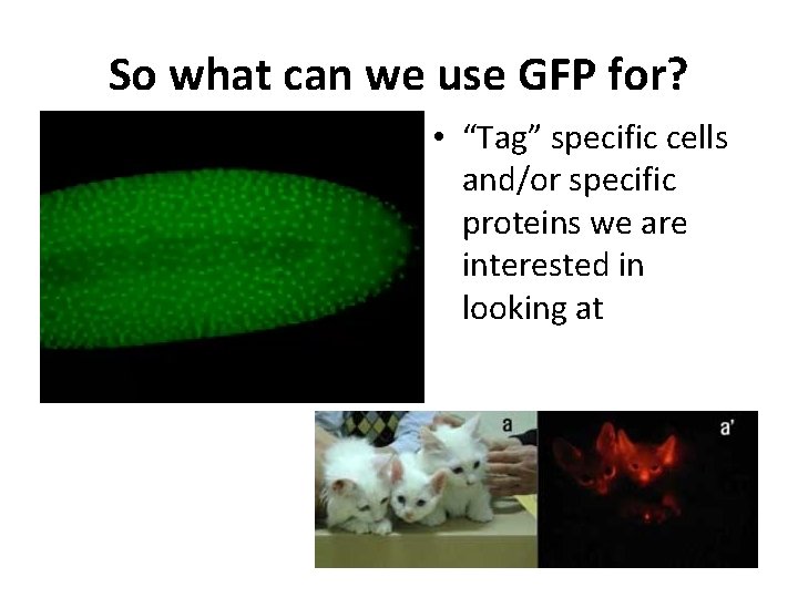 So what can we use GFP for? • “Tag” specific cells and/or specific proteins