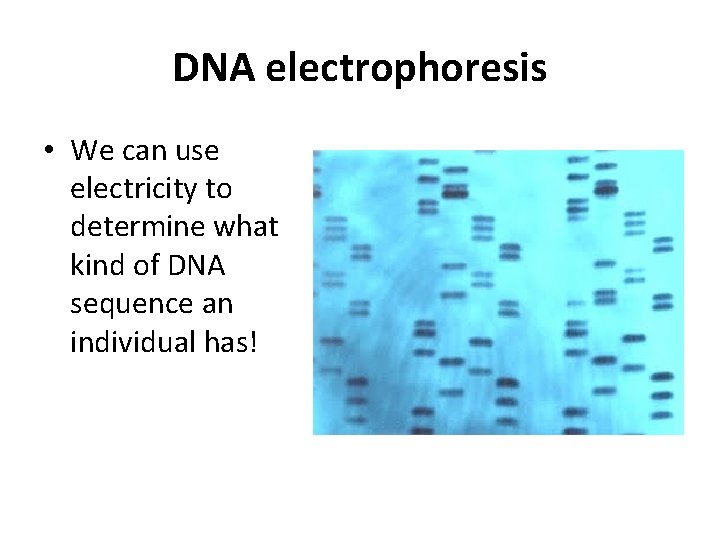 DNA electrophoresis • We can use electricity to determine what kind of DNA sequence