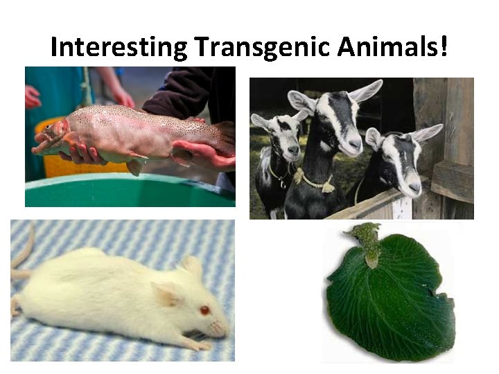 Interesting Transgenic Animals! 