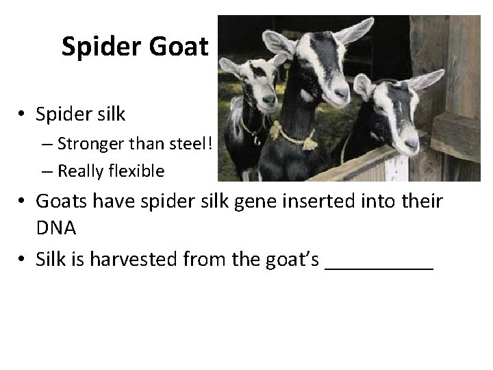 Spider Goat • Spider silk – Stronger than steel! – Really flexible • Goats