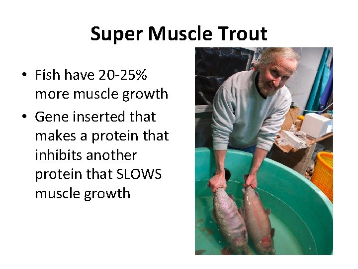 Super Muscle Trout • Fish have 20 -25% more muscle growth • Gene inserted