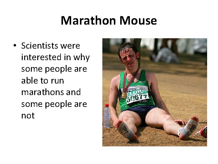 Marathon Mouse • Scientists were interested in why some people are able to run