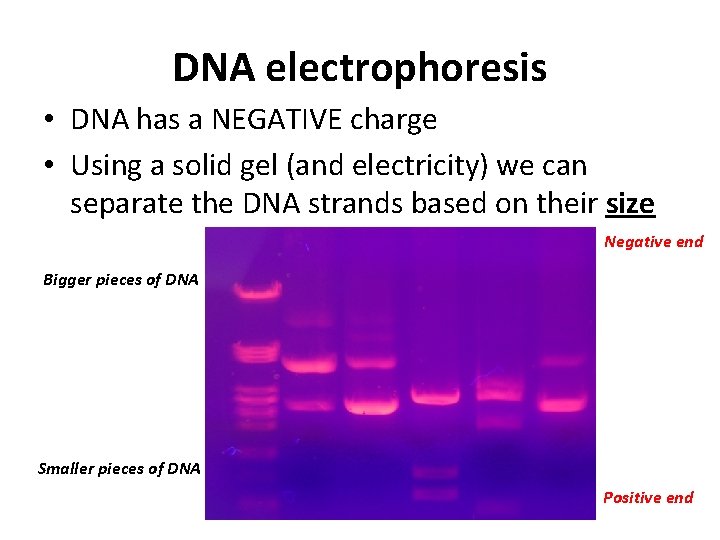DNA electrophoresis • DNA has a NEGATIVE charge • Using a solid gel (and