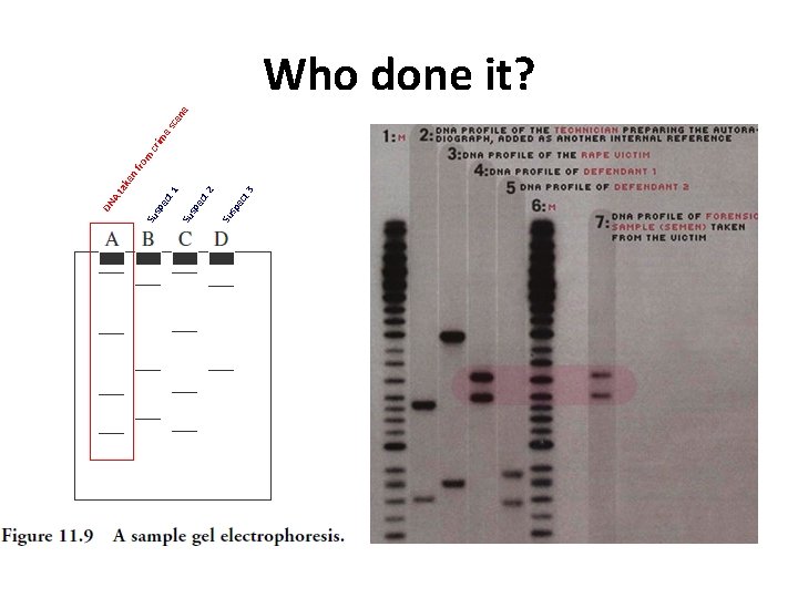 ec t sp Su DN A 3 2 1 ta m ro nf ke