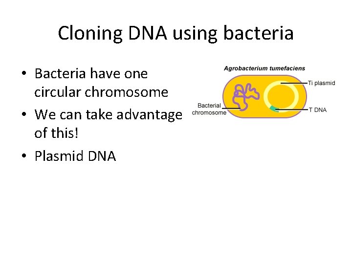 Cloning DNA using bacteria • Bacteria have one circular chromosome • We can take