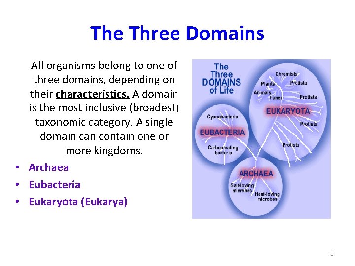The Three Domains All organisms belong to one of three domains, depending on their